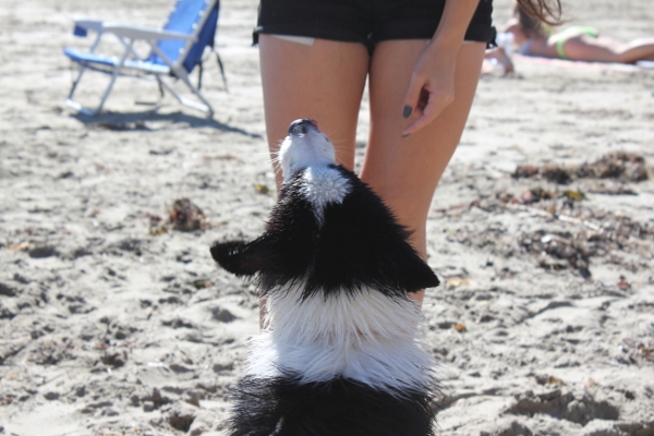 Border Collie puppy Avila Beach