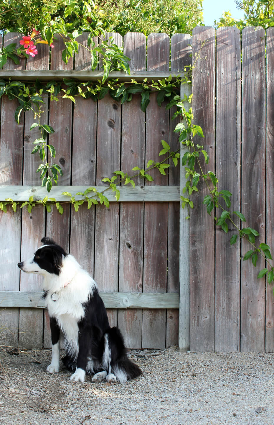 Mikey, my playful border collie (she is a girl)