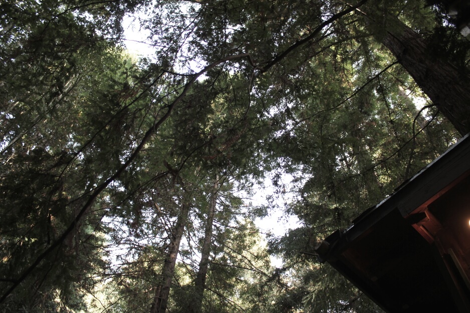 redwood treehouse eco luxury getaway looking up